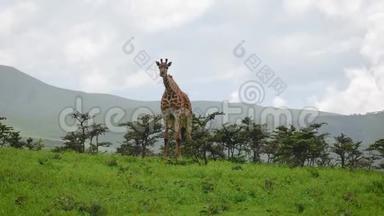 非洲山地背景下，长颈鹿从荆棘丛中<strong>离去</strong>